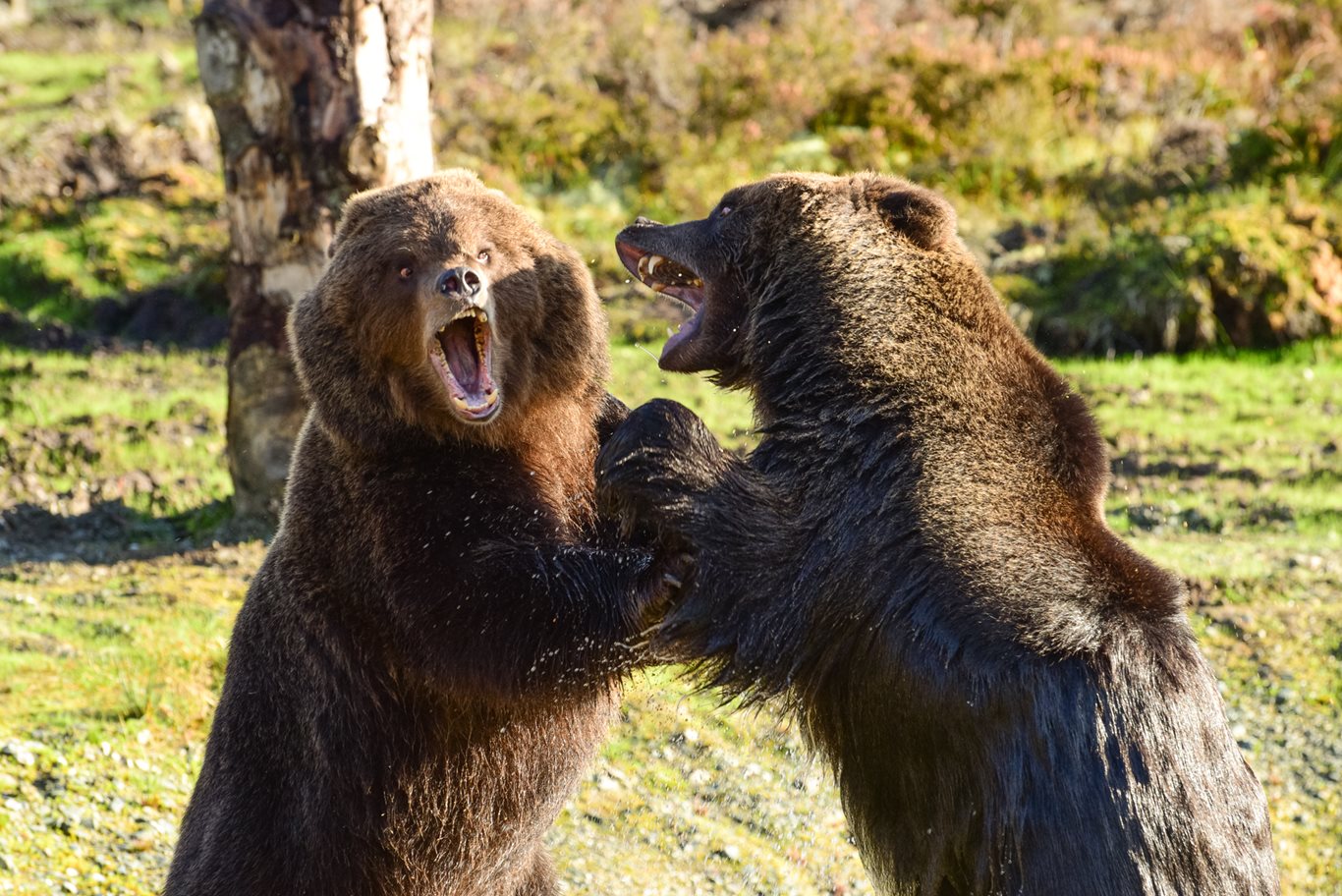 Bears enjoying the Wild Ireland experience